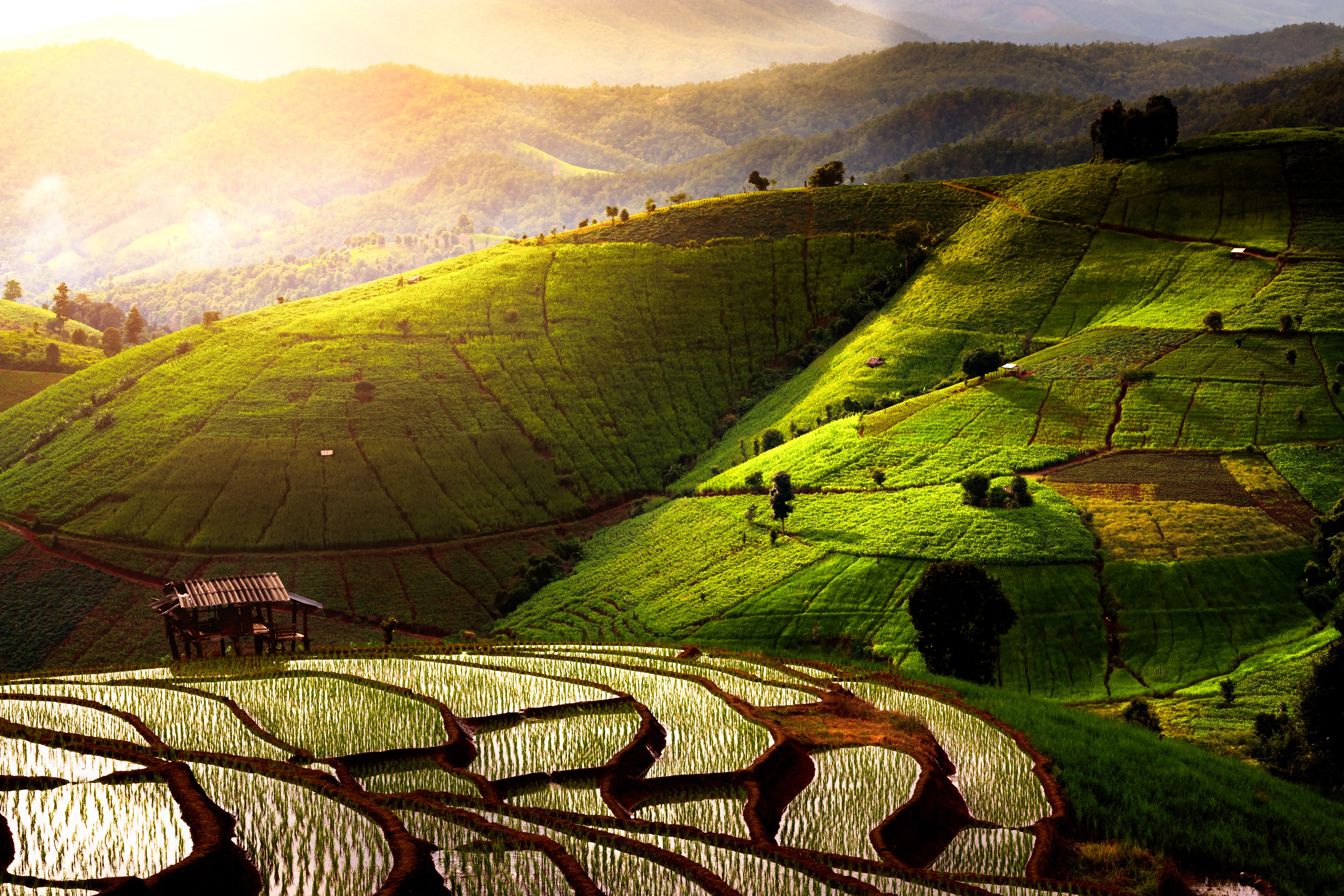 Countryside | Rice Terraces | Chiang Mai | Thailand | Pelago