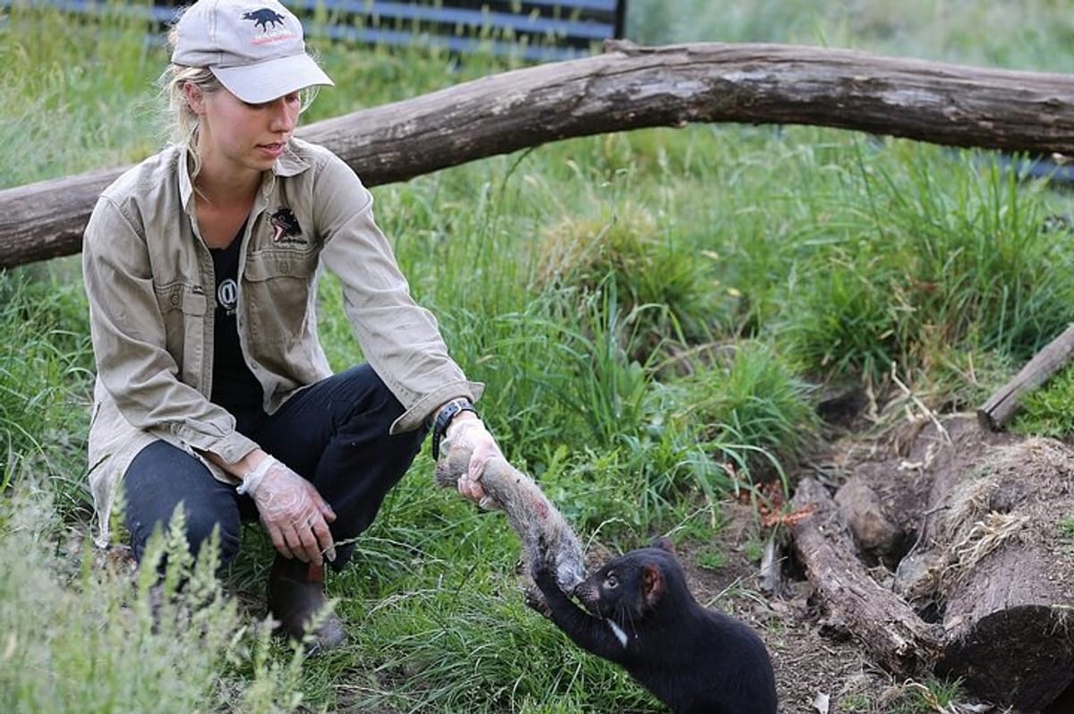 Immersive Tasmanian devil feeding