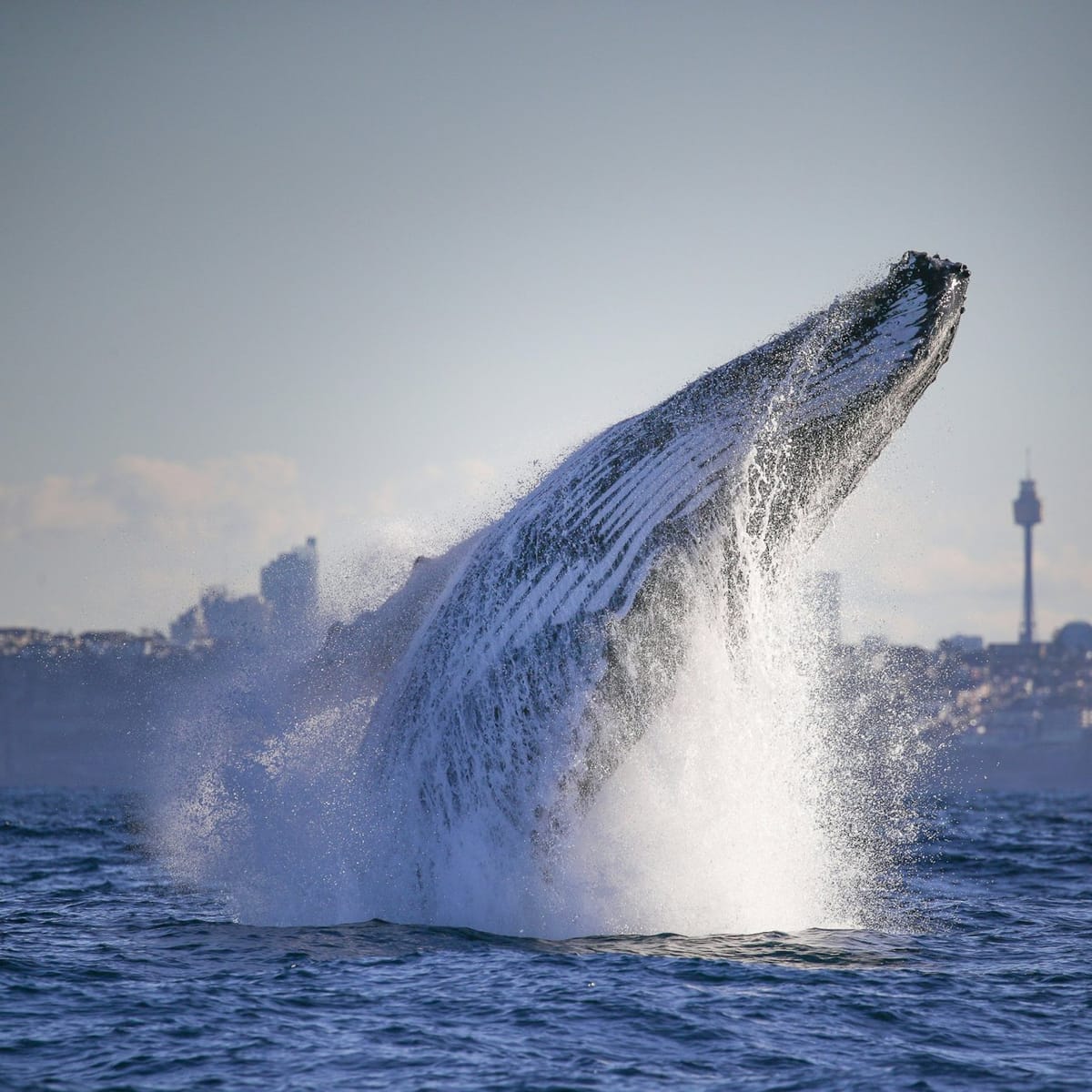sydney-harbour-3-hour-whale-watching-discovery-cruise_1