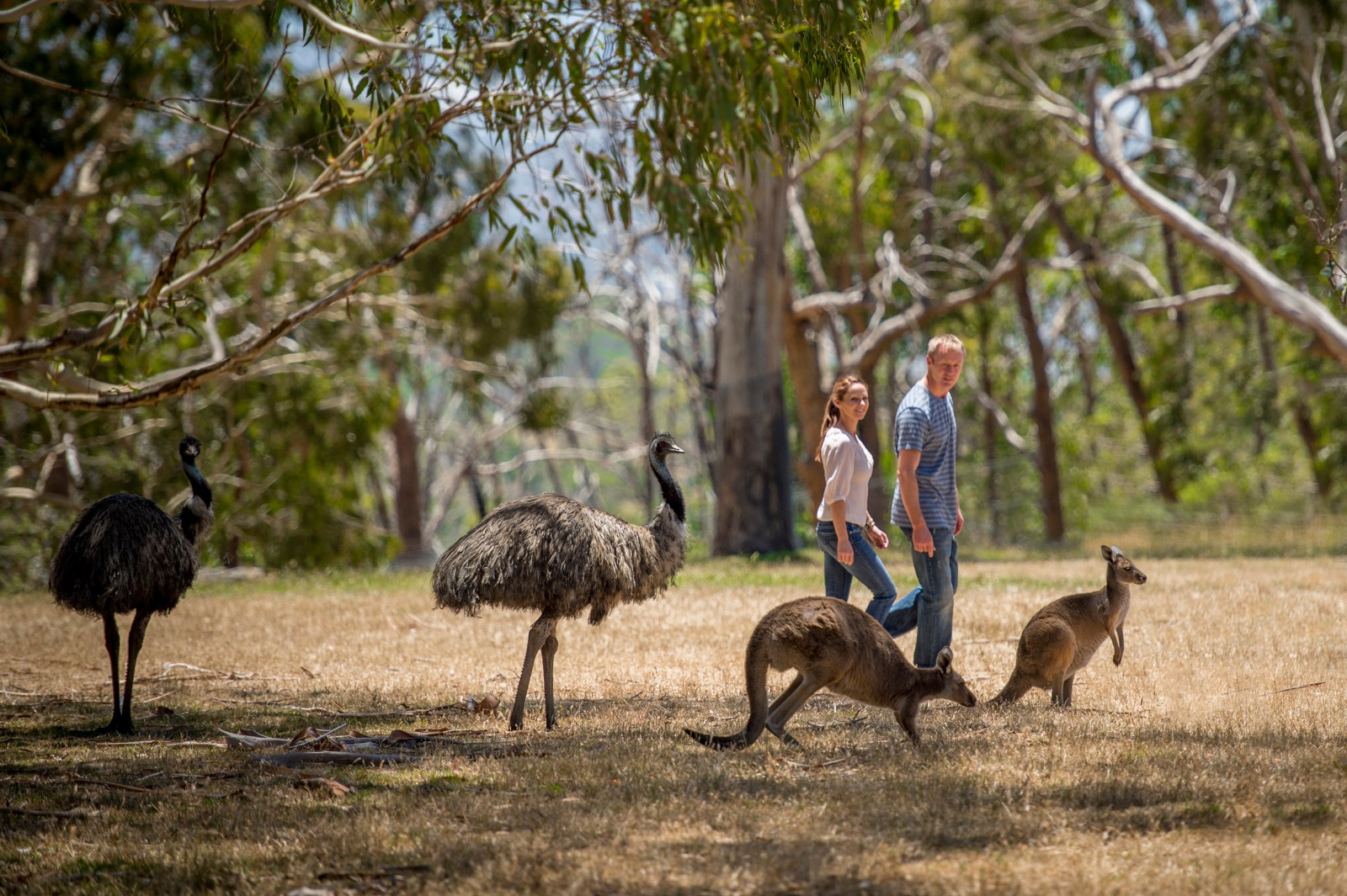 Cleland Wildlife Park Entry incl Return Transfers in Adelaide | Pelago