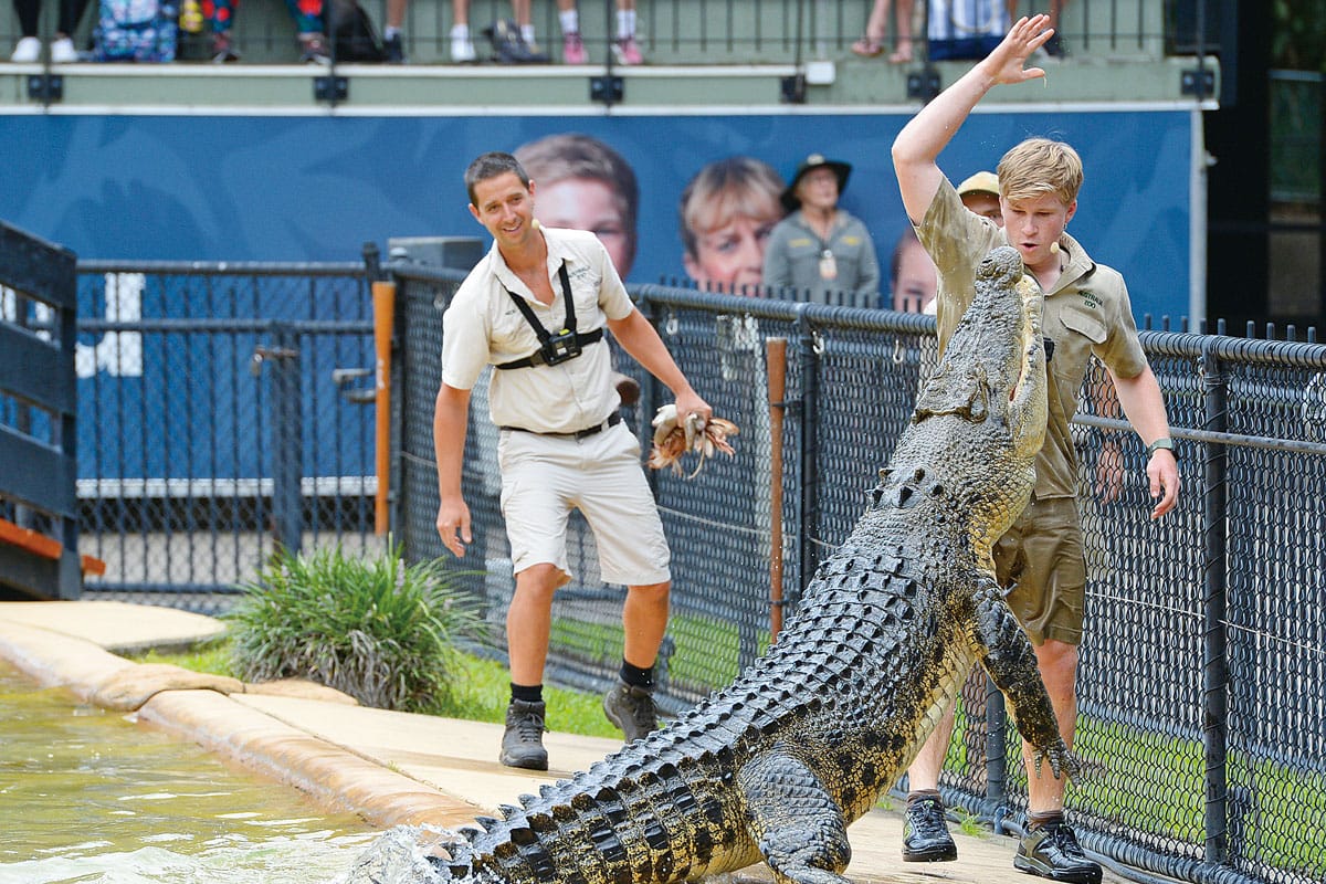 croc-express-to-australia-zoo-departing-brisbane-ticket-and-transfers_1
