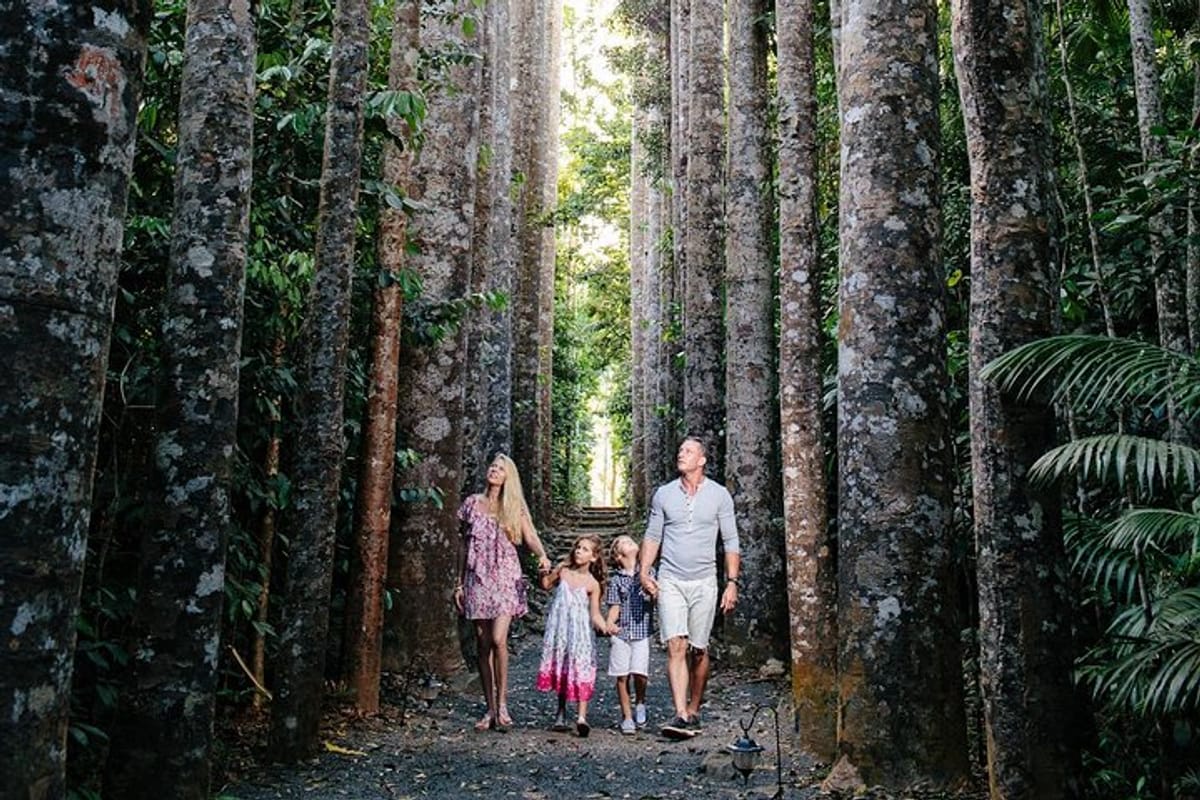 Wander through the Giant Kauri Pines - Paronella Park