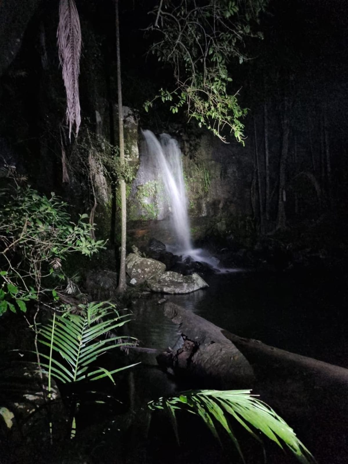 evening-rainforest-glow-worm-experience_1