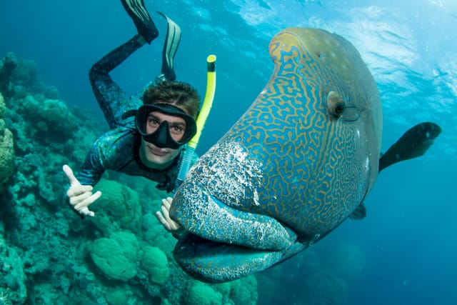Great Barrier Reef Snorkel or Dive Tour on a Catamaran in Cairns