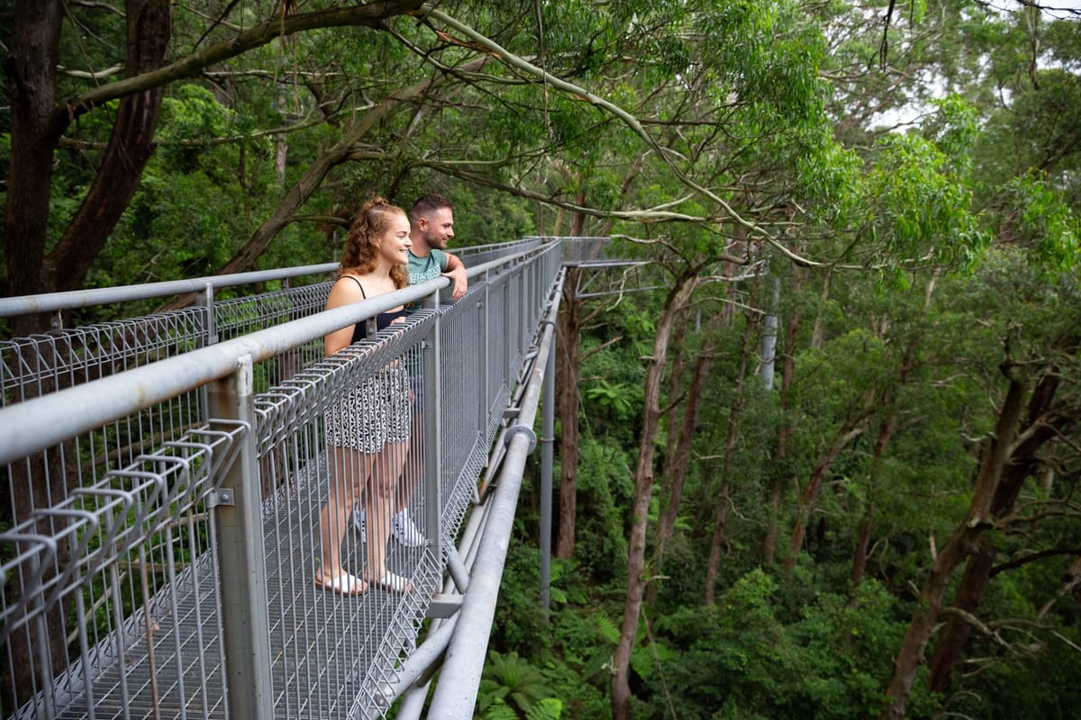 illawarra-fly-treetop-walk-australia-pelago0.jpg
