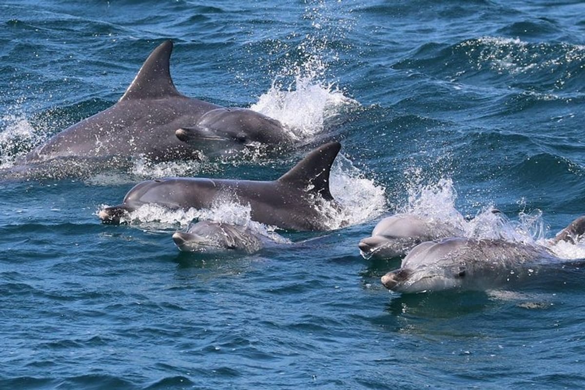 3 mother Bottlenose Dolphins and their calves