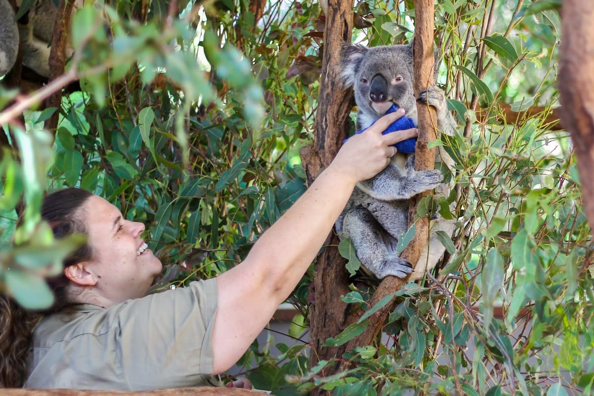Lone Pine Koala Sanctuary | Queensland | Australia | Pelago