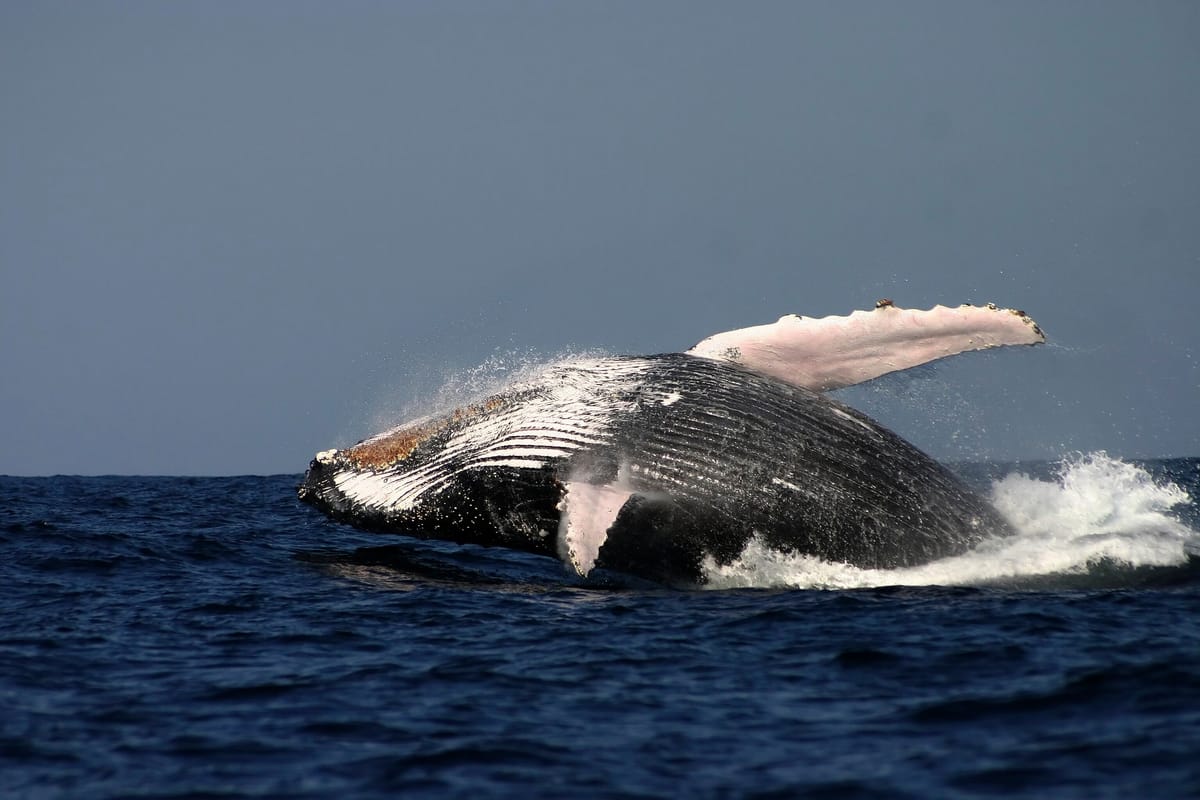 luxury-whale-watching-cruise-australia-pelago1.jpg