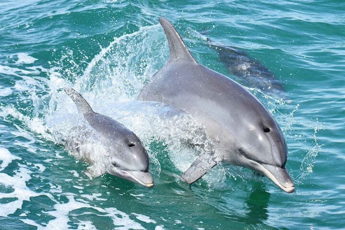 mandurah-dolphin-cruise-views_1