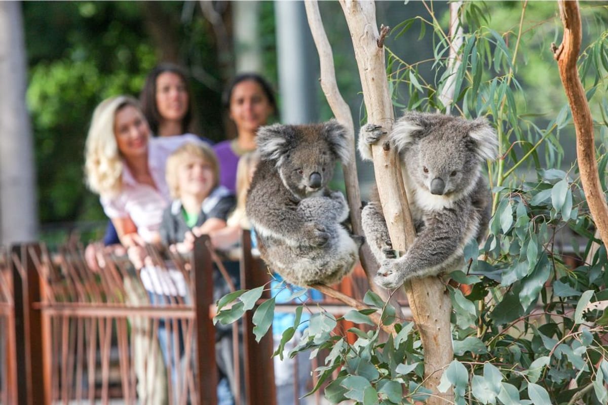 melbourne-zoo-tickets-australia-pelago00.jpg