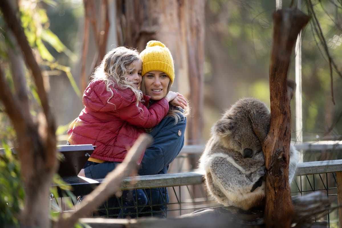 Phillip Island Koala Conservation Reserve Tickets