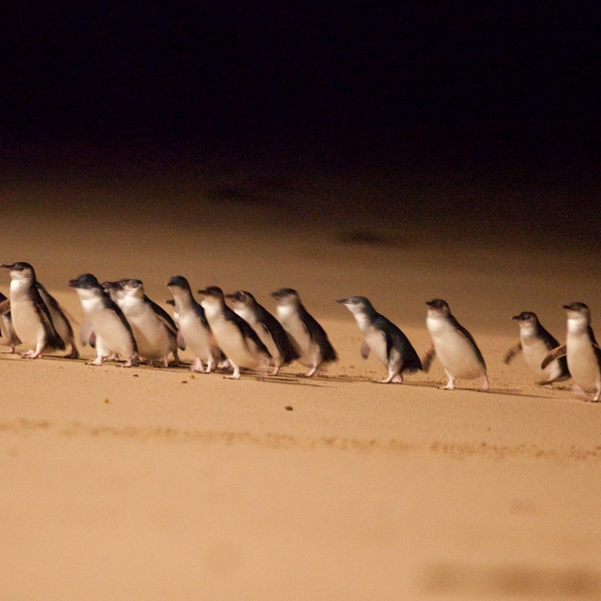 phillip-island-penguin-parade-small-group-eco-tour-from-melbourne_1