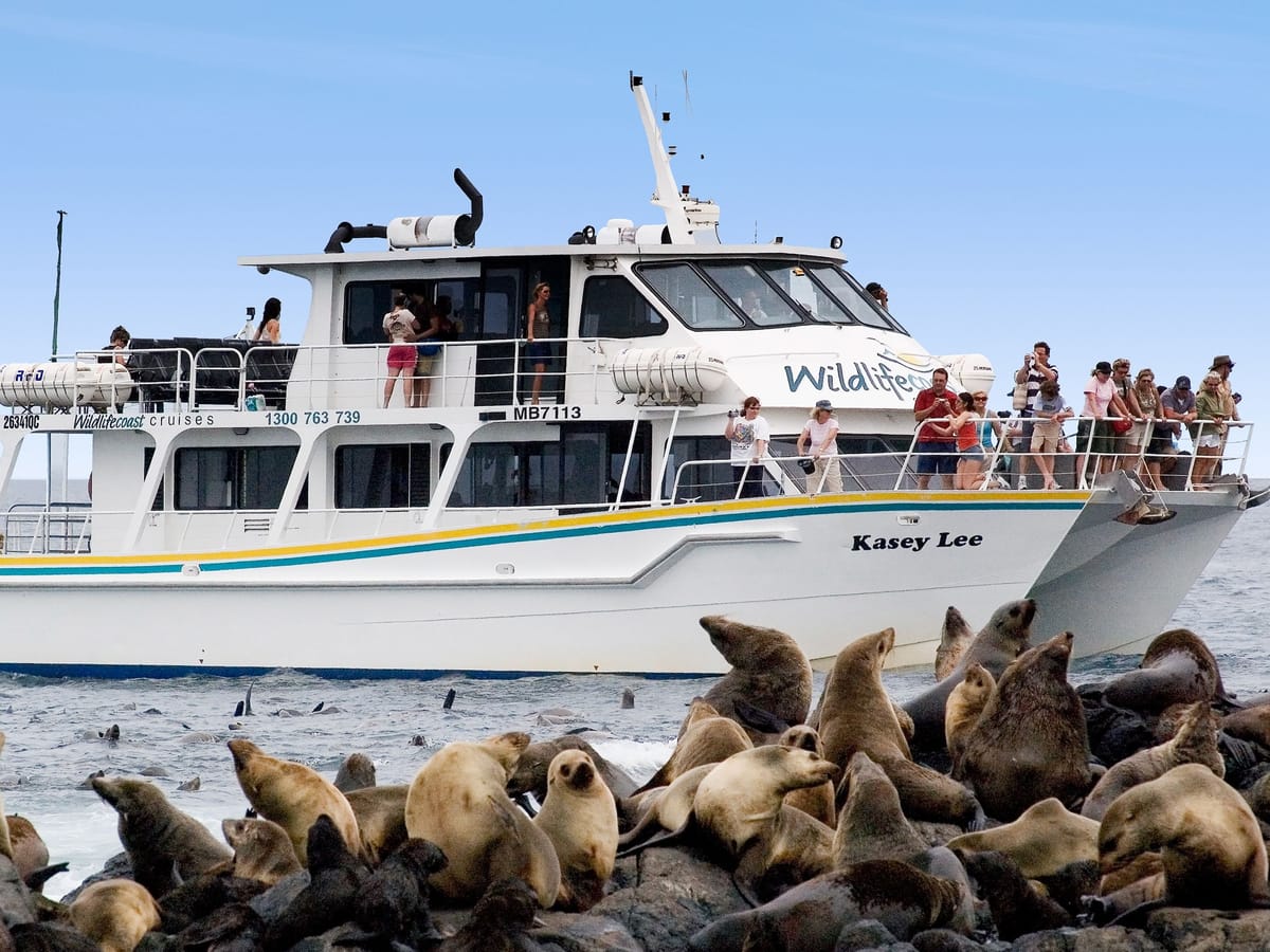 Coastal Wildlife Cruise | Phillip Island | Cowes Beach | Victoria | Australia | Pelago