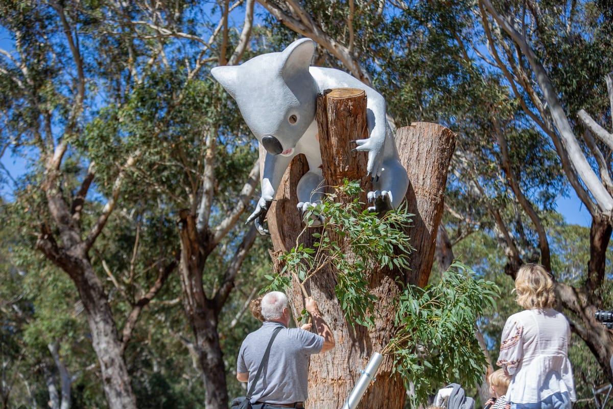 The 250m in length Sanctuary Story Walk tells the story of the plight affecting wild koala today using 9 large artistic koala sculptures. This offer visitors an immersive educational experience of the koala and its habitat.