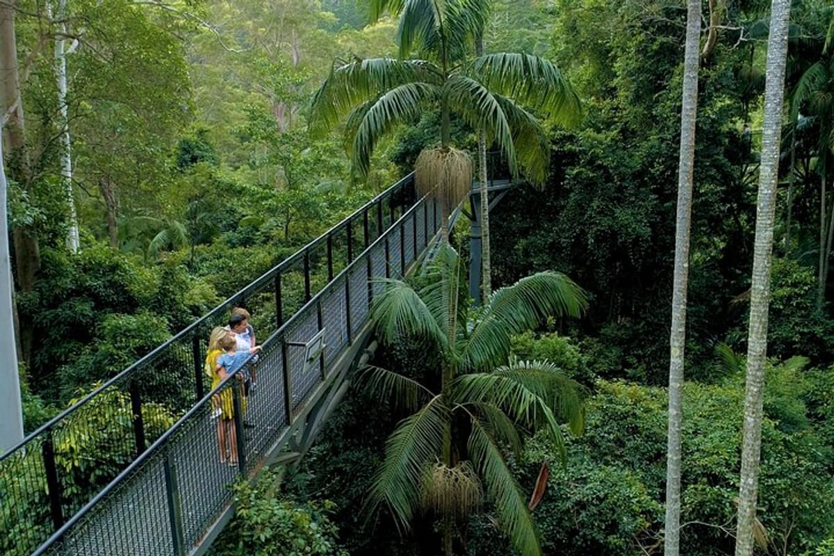 Skywalk attraction, visit the scenic rims incredible rainforest bridge and explore the forest you may even see the bird wing butterfly.