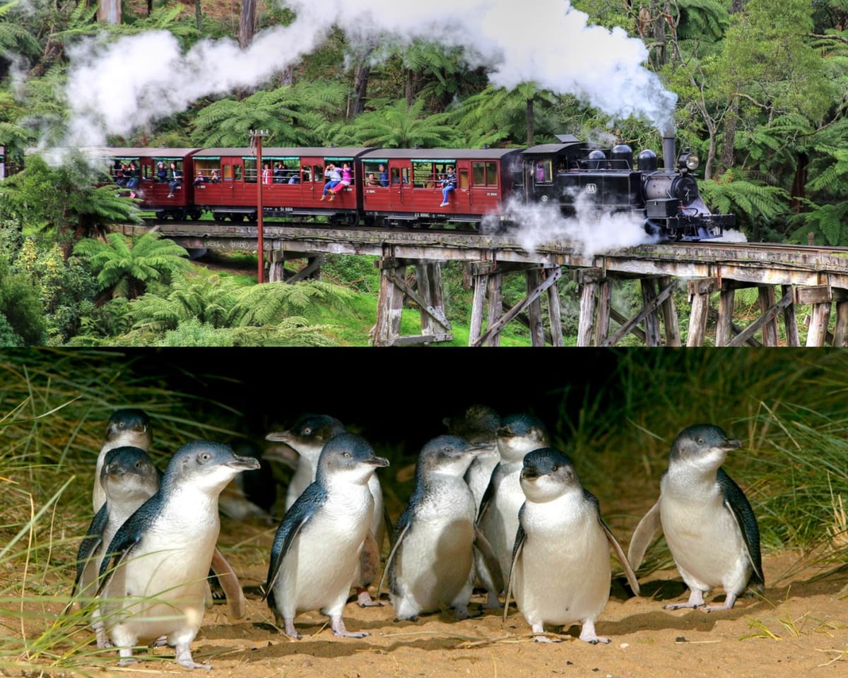 puffing-billy-and-phillip-island-penguin-parade-bus-tour_1