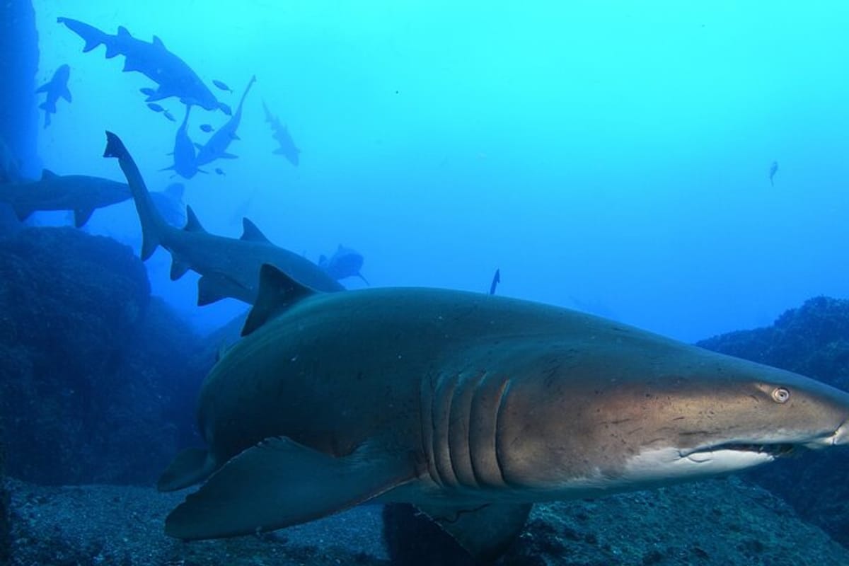 scuba-dive-with-grey-nurse-sharks-in-bushrangers-bay_1