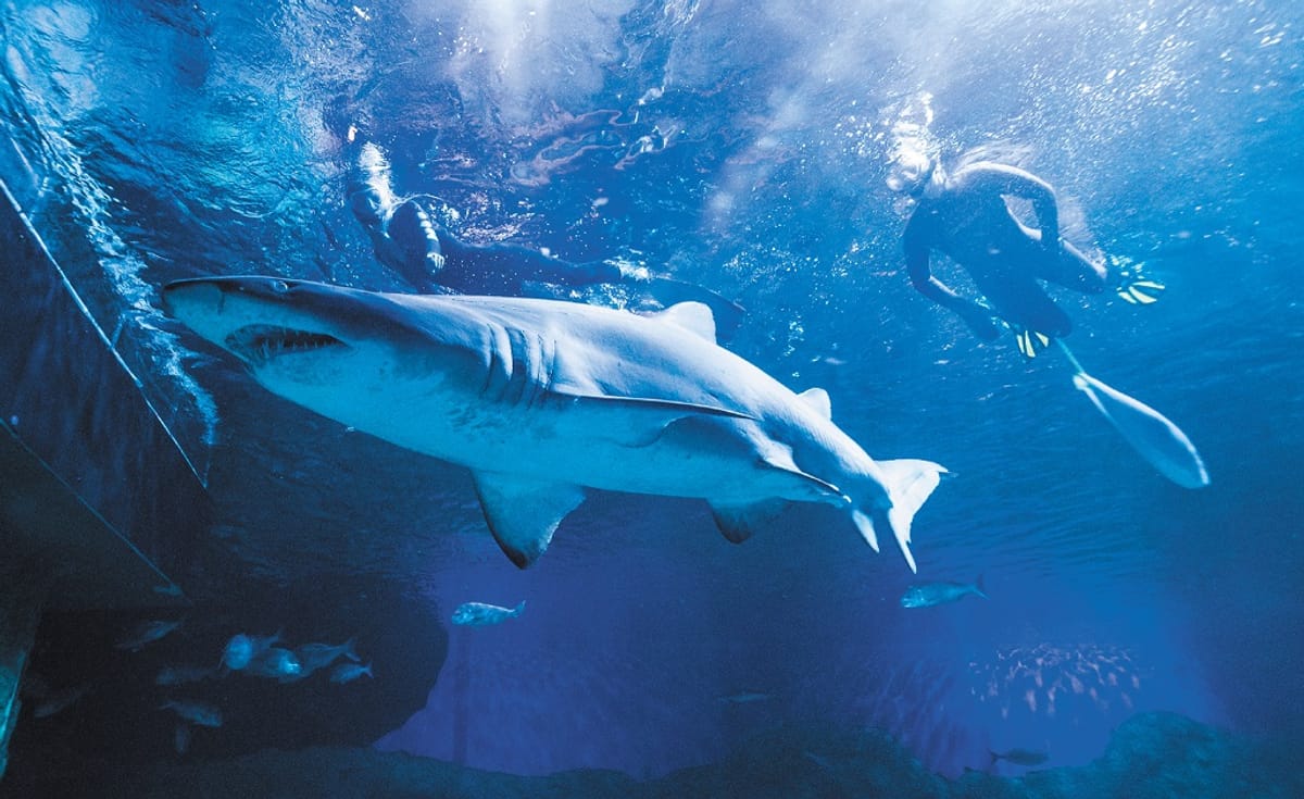 Snorkeling with Sharks | AQWA | The Aquarium of Western Australia | Hillarys | Perth | Australia | Pelago