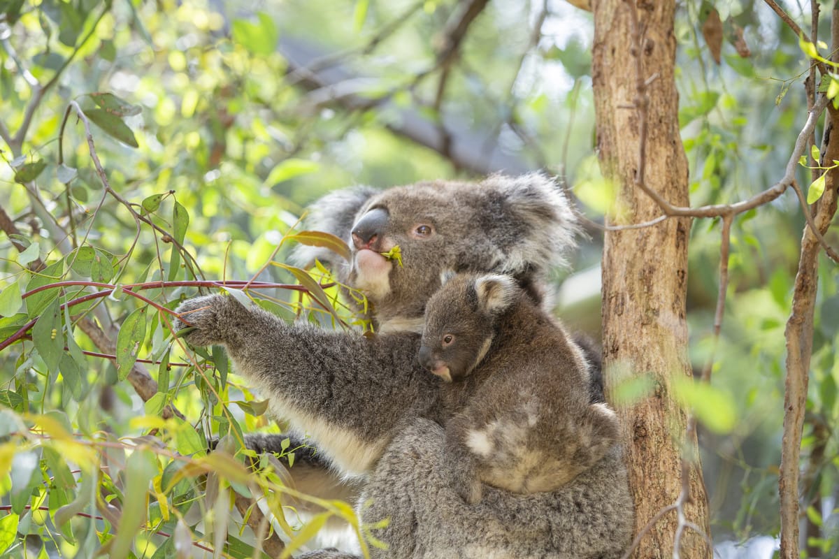 melbourne-zoo-guided-tour-australia-pelago0.jpg