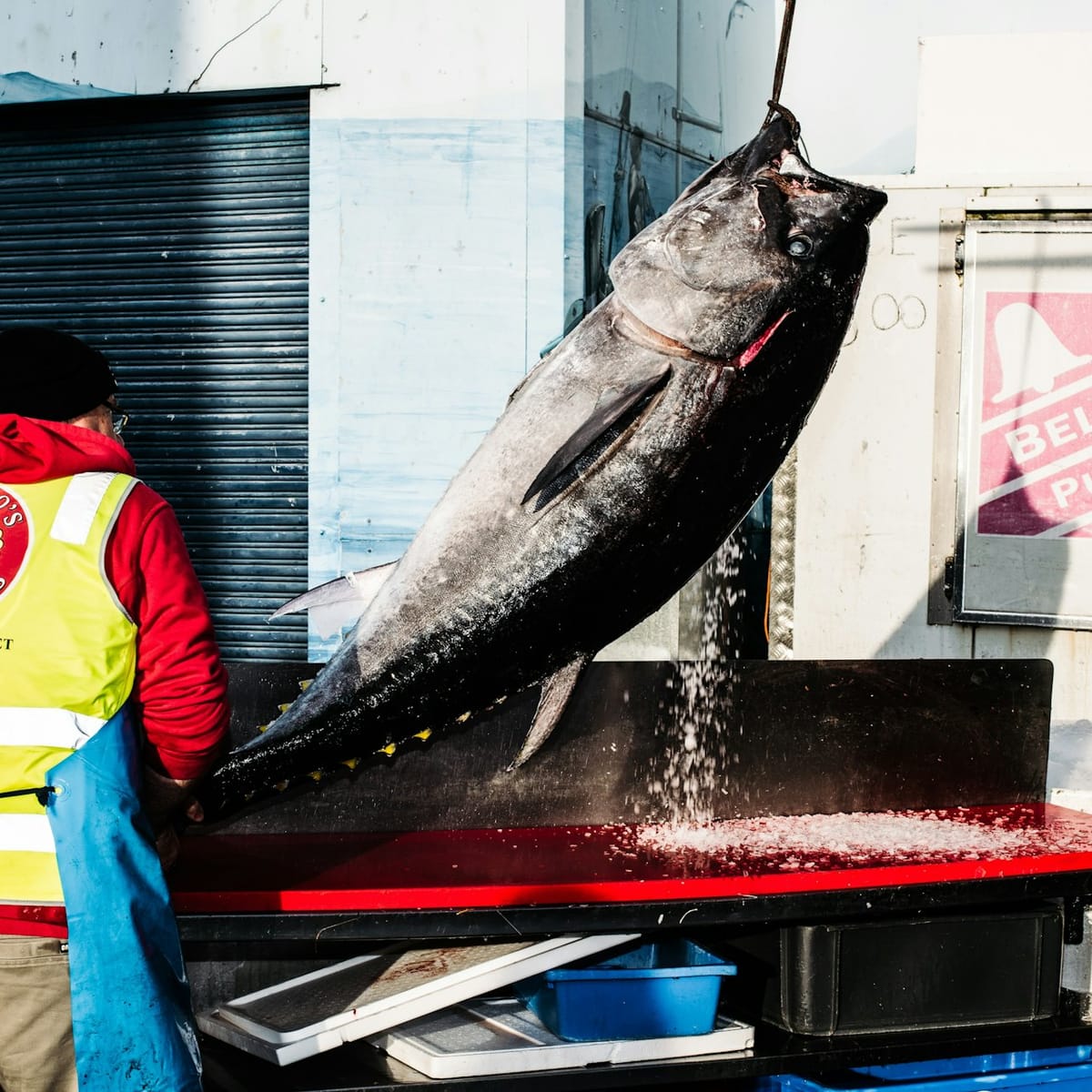 sydney-fish-market-behind-the-scenes-auction-floor-tour_1