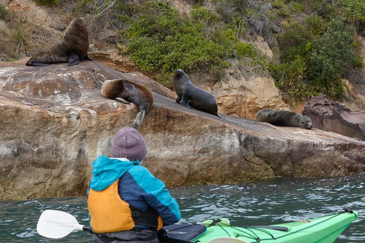 sydney-kayak-seal-encounter-adventure-with-gourmet-food_1