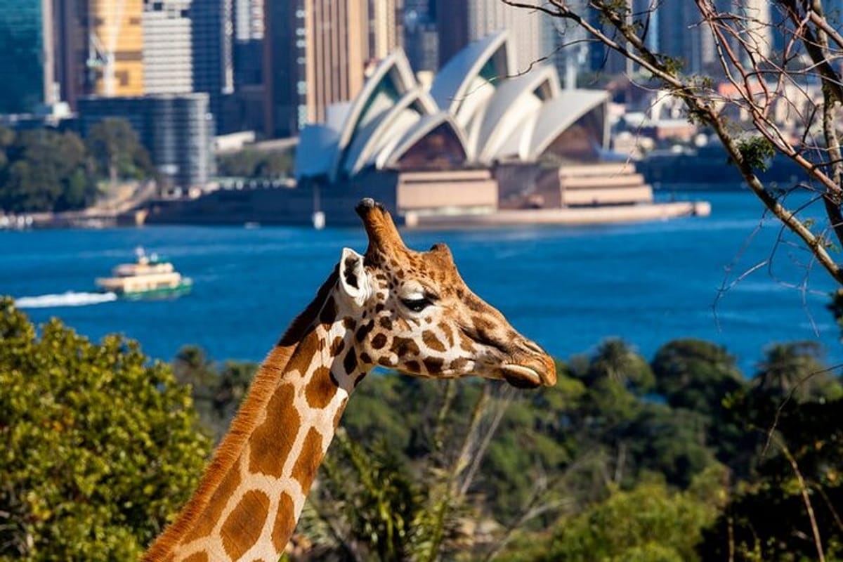 Giraffe - Taronga Zoo