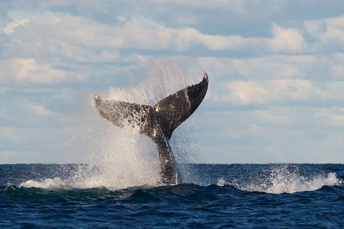 sydney-whale-watching-explorer_1