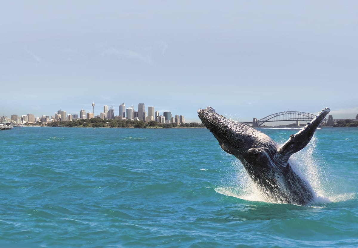 sydney-whale-watching-cruise_1