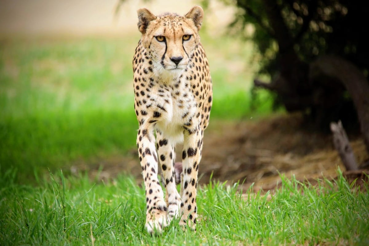 werribee-zoo-cheetah-encounter-australia-pelago0.jpg