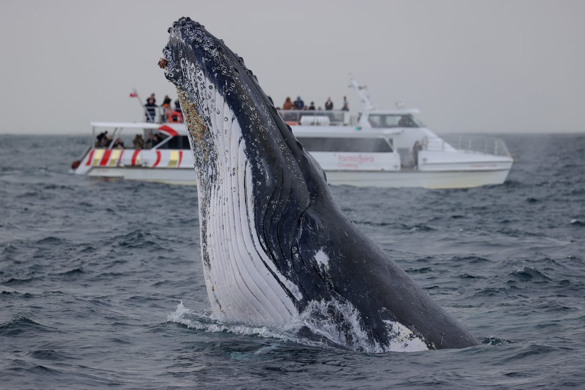 whale-watching-2-hour-express-cruise-australia-pelago0.jpg