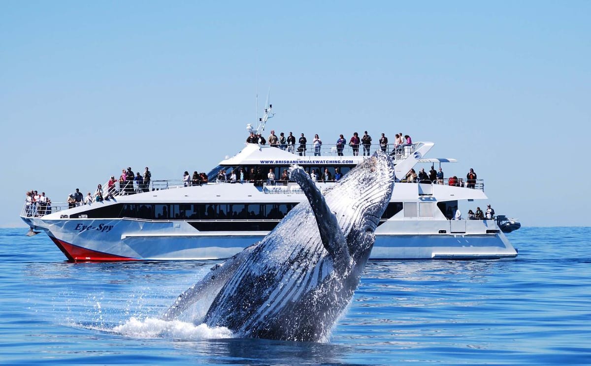 whale-watching-adventure_1