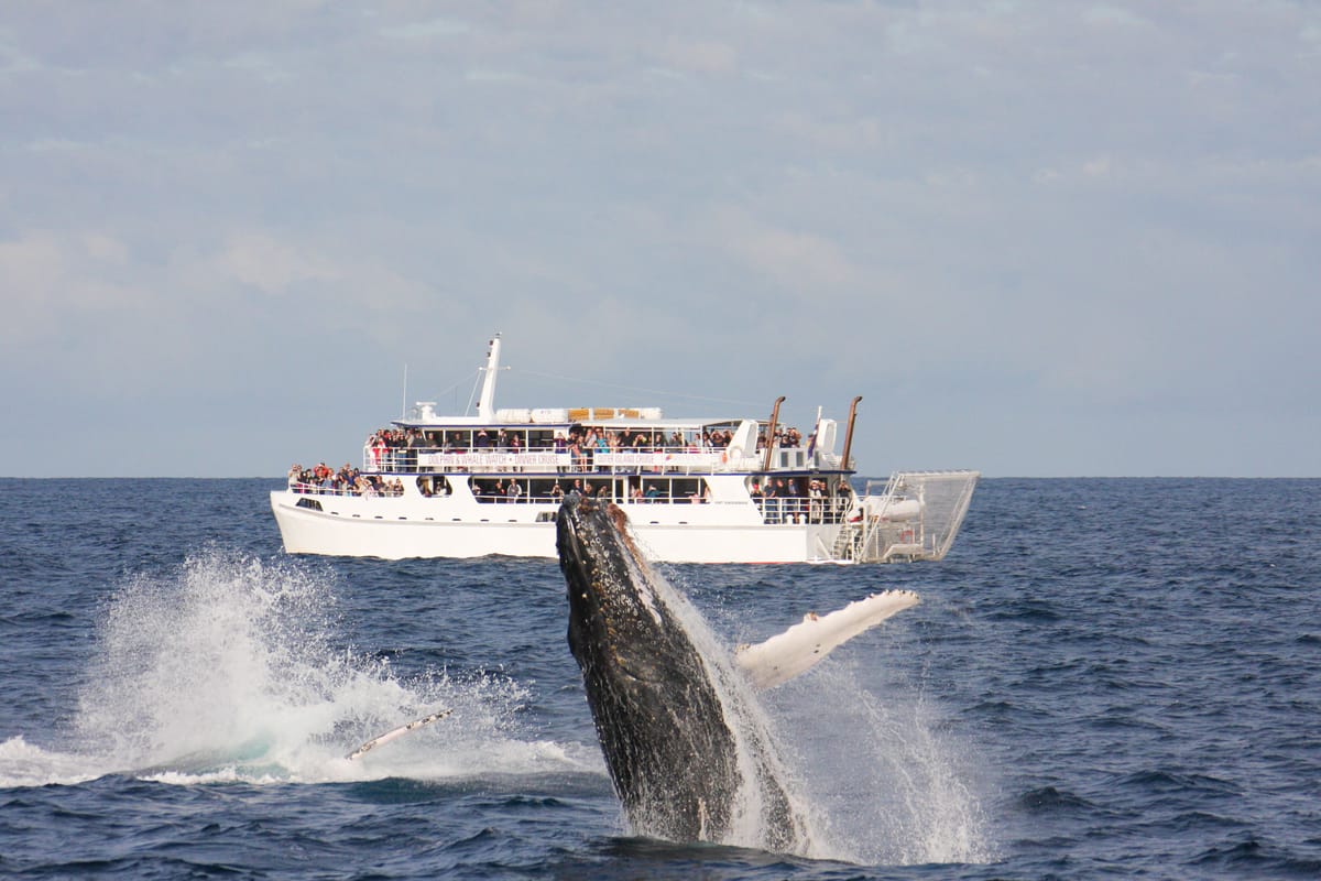 whale-watching-cruise-port-stephens-australia-pelago0