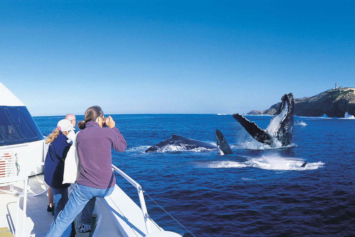 whale-watching-day-cruise-ex-brisbane_1