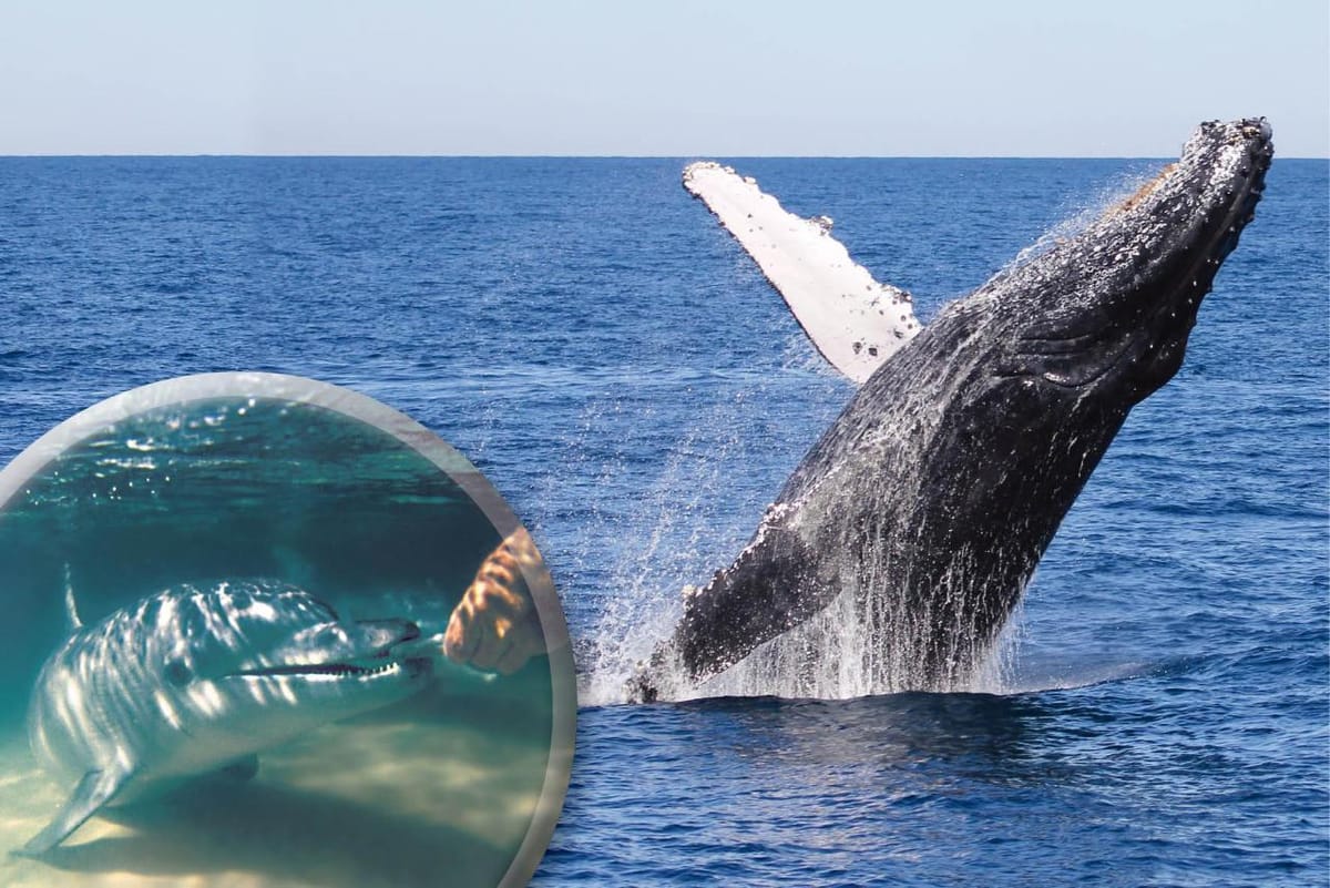whale-watching-day-cruise-upgrade-dolphin-feeding-ex-brisbane_1