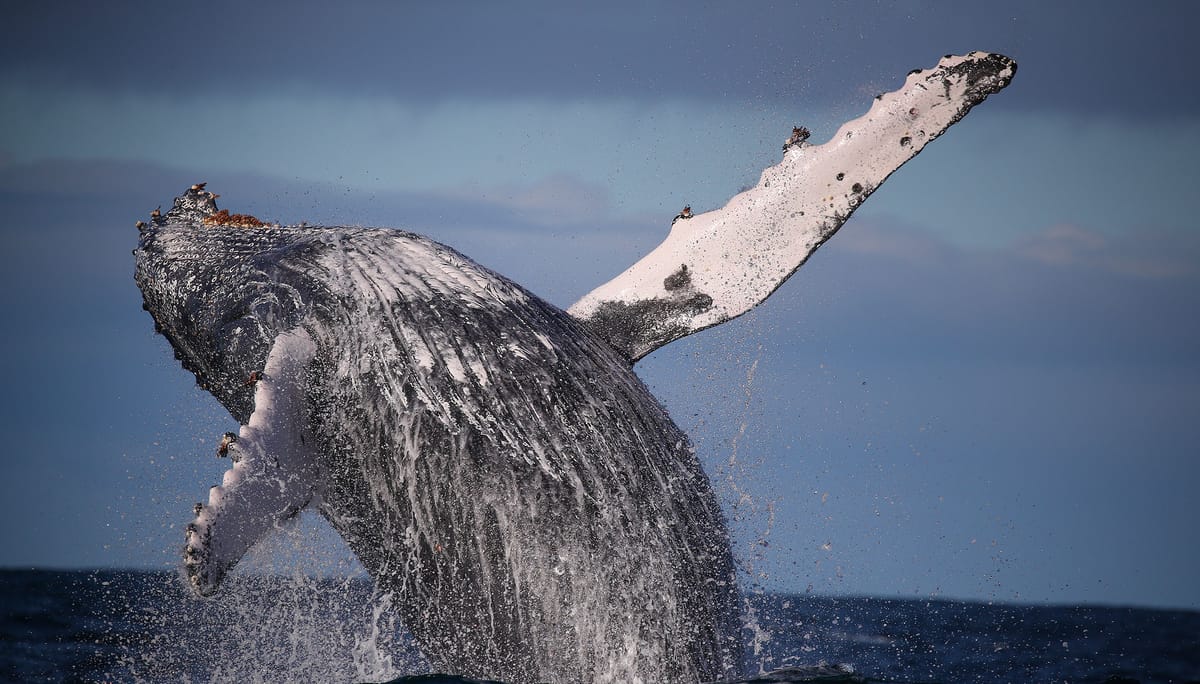 whale-watching-discovery-cruise-australia-pelago0.jpg
