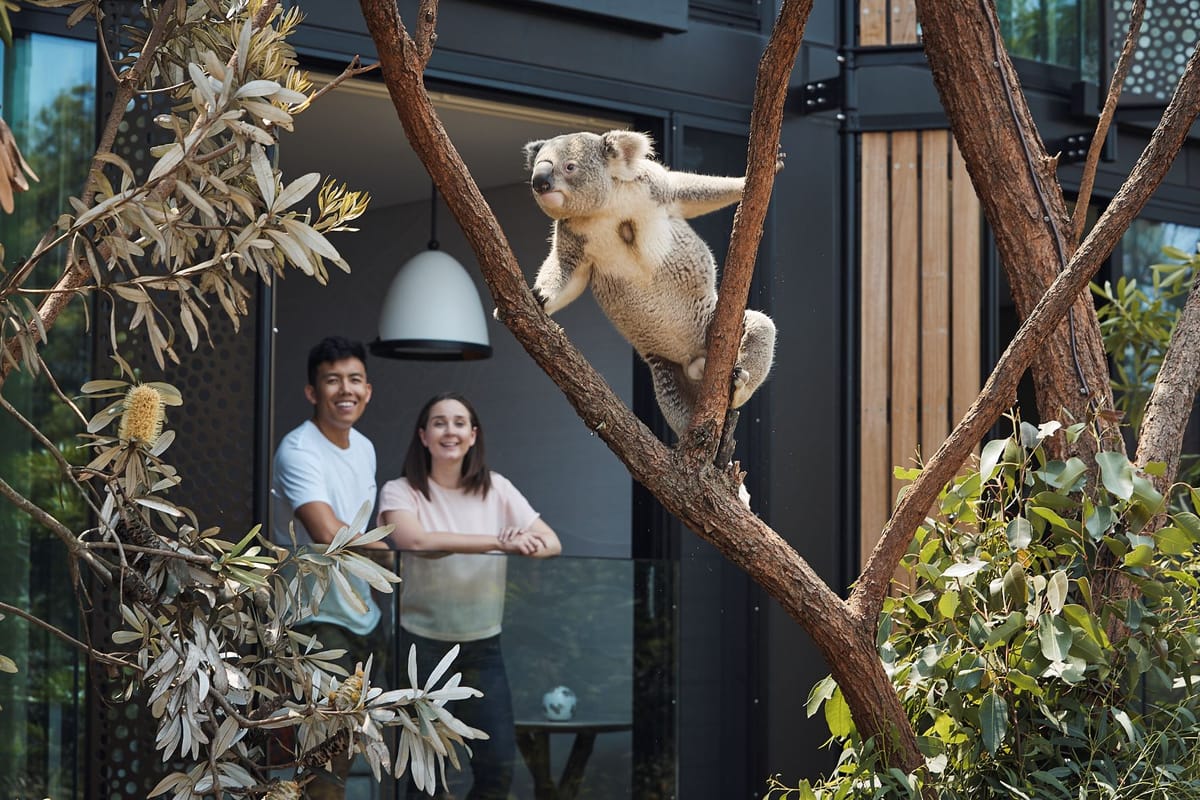 Wildlife Retreat | Taronga Zoo | Bushland View | Treetop Suite | Sydney | Bradleys Head Rd, Mosman NSW | Australia | Pelago