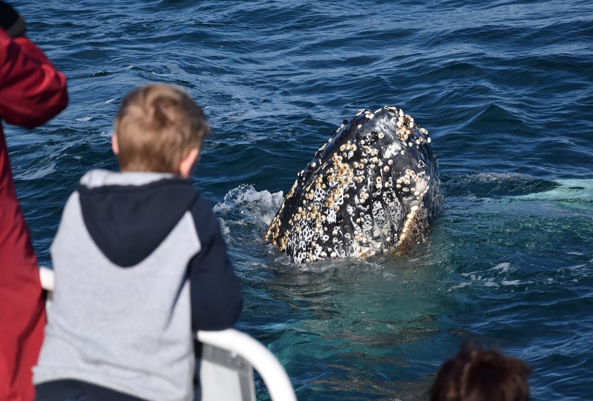 Wildlife Coast Cruises | Winter Whale Cruise | Three in One Cruise | 4 hours | Phillip Island | Departs Rhyll Jetty | Australia | Pelago