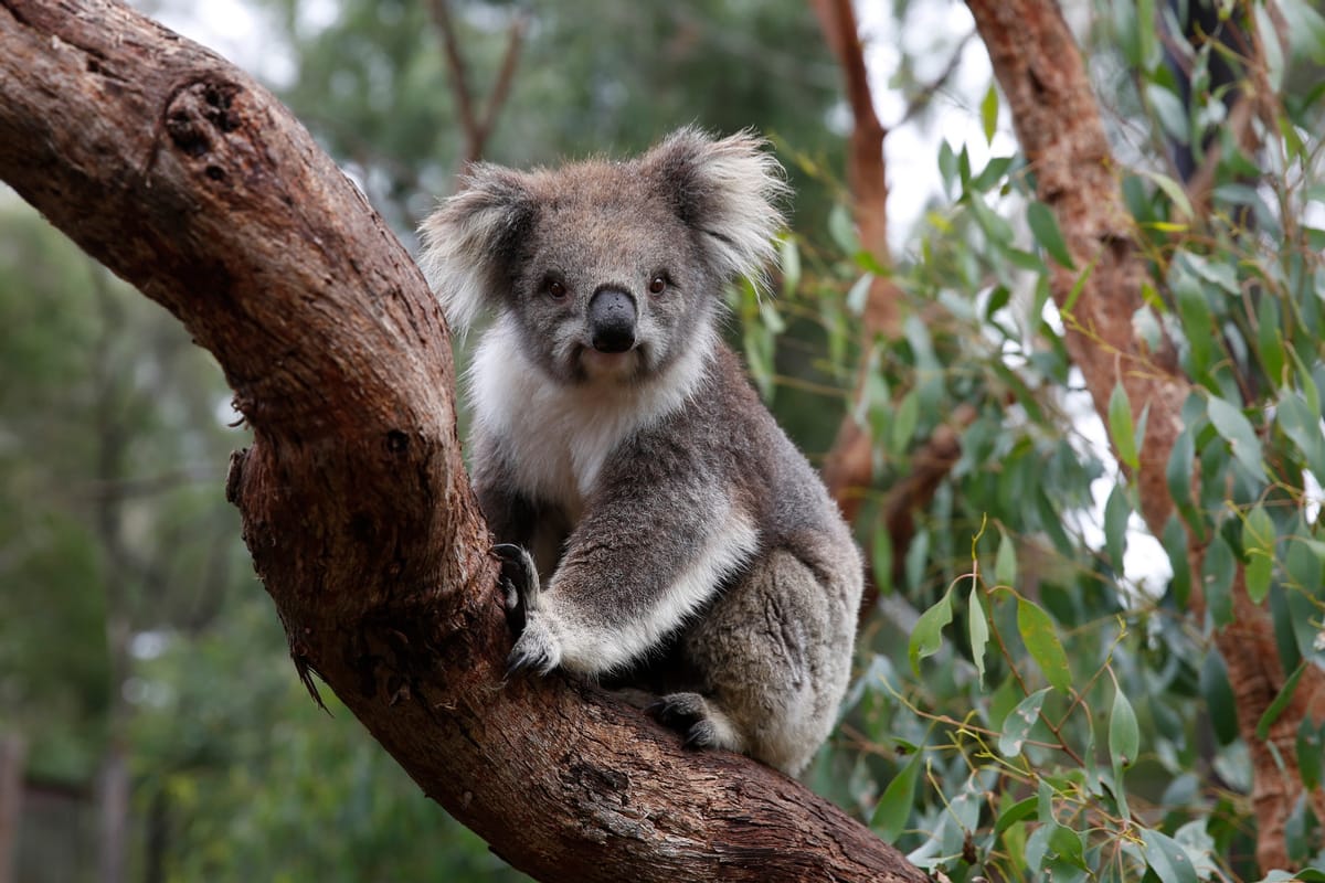 Healesville Sanctuary | Koala Close-up Encounter | Melbourne | Australia | Pelago