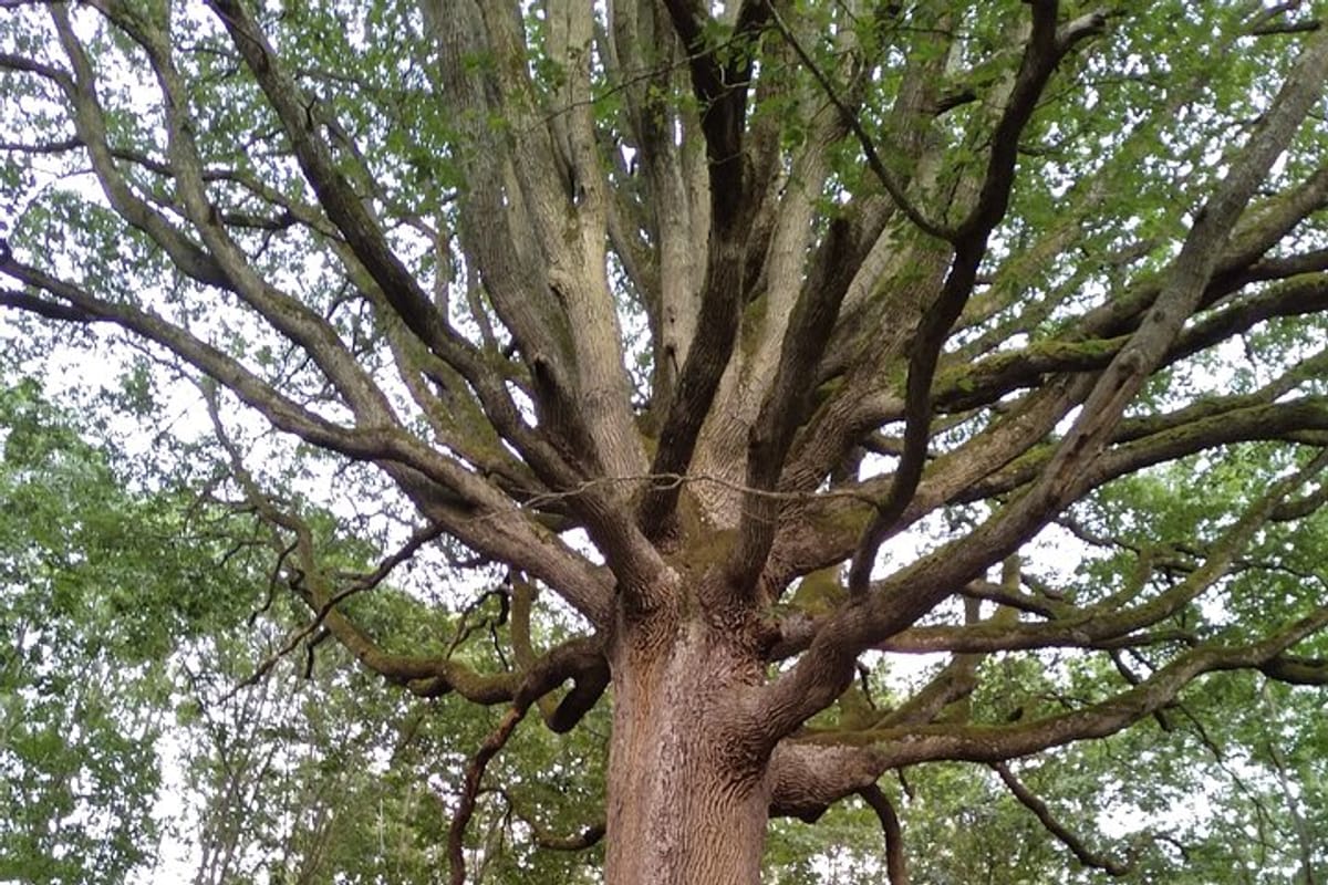 Remarkable oak