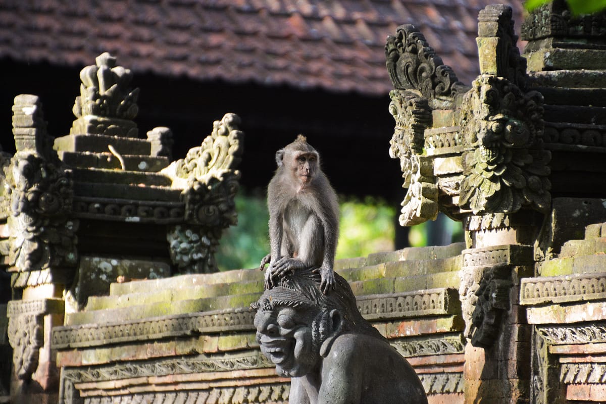 Long-tailed macaque sitting on a temple in Monkey Forest Ubud | Full-day Nature and Culture Tour | Bali | Indonesia | Pelago