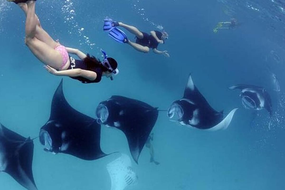 4-spots-snorkeling-tour-with-manta-rays-in-nusa-penida_1