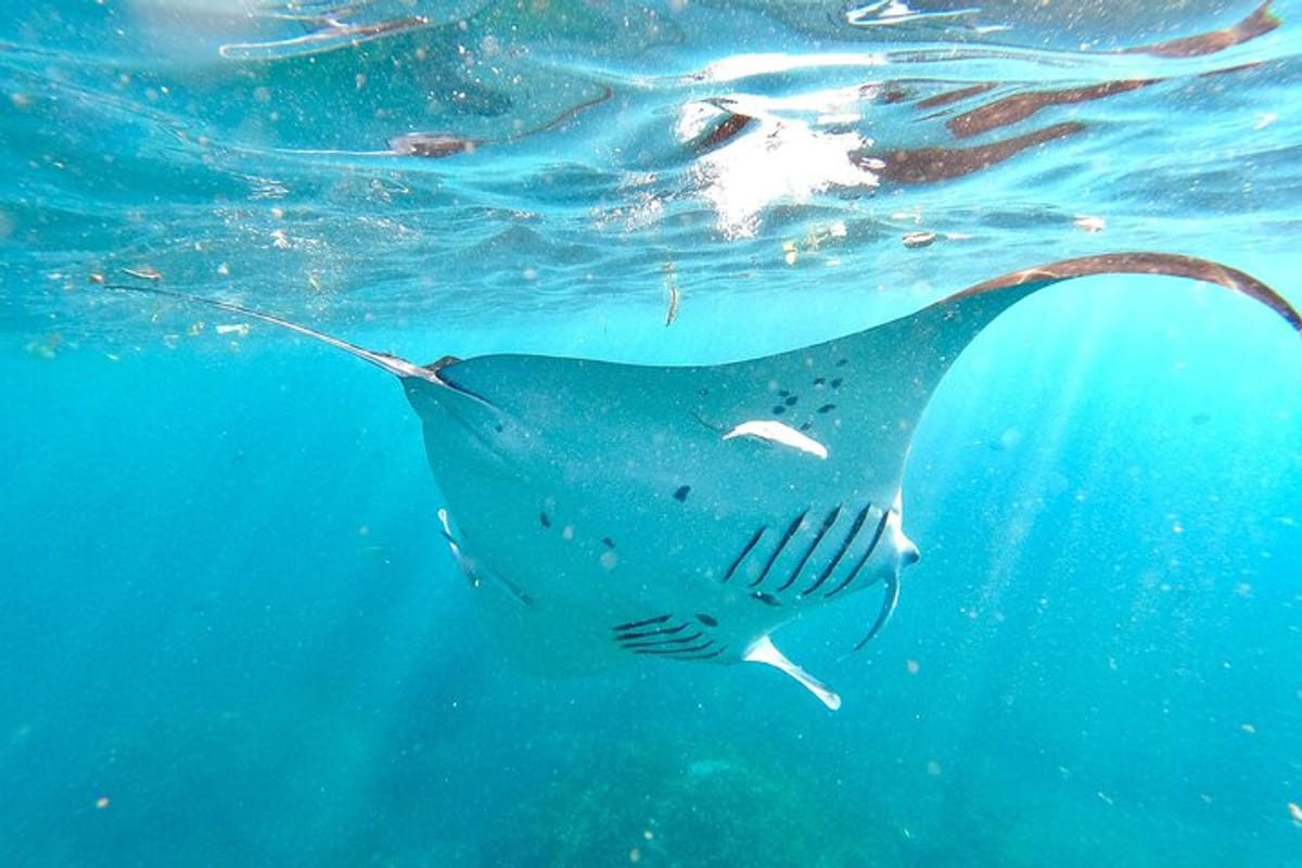 4-spots-snorkeling-tour-with-manta-rays-in-nusa-penida_1