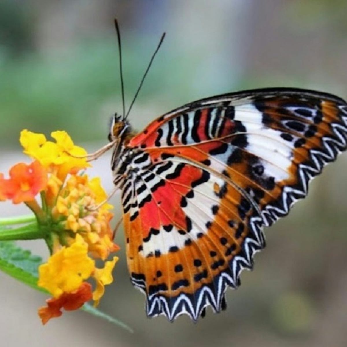 bali-butterfly-park-tabanan_1
