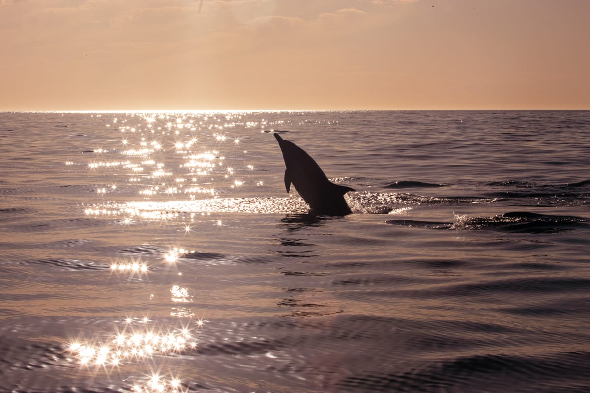 bali-dolphin-sunrise-tour-indonesia-pelago0.jpg