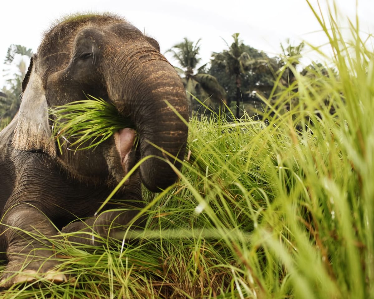 elephant-expedition-bali-zoo-indonesia-pelago0.jpg