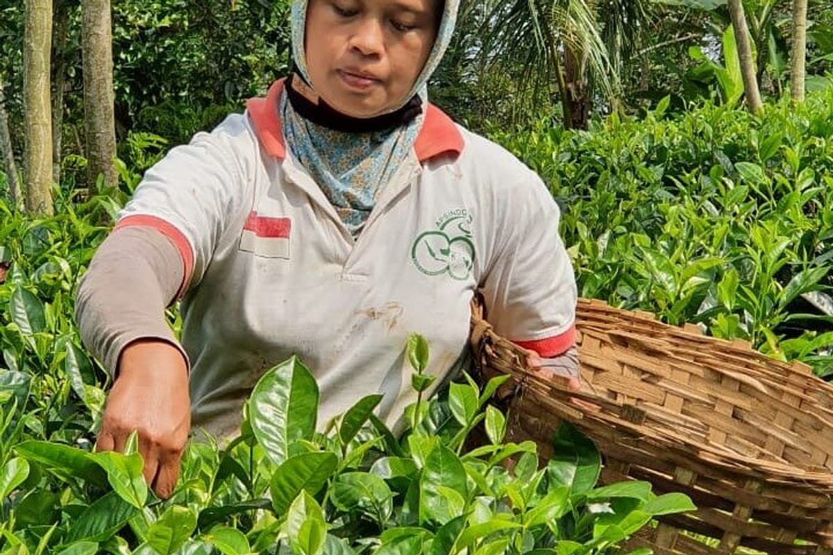 Harvesting Tea Leaves at the Tea Village