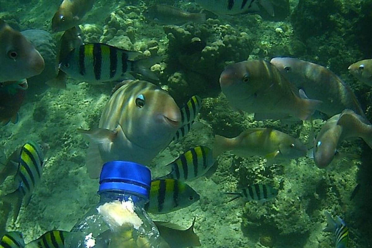 Feeding colorful fish