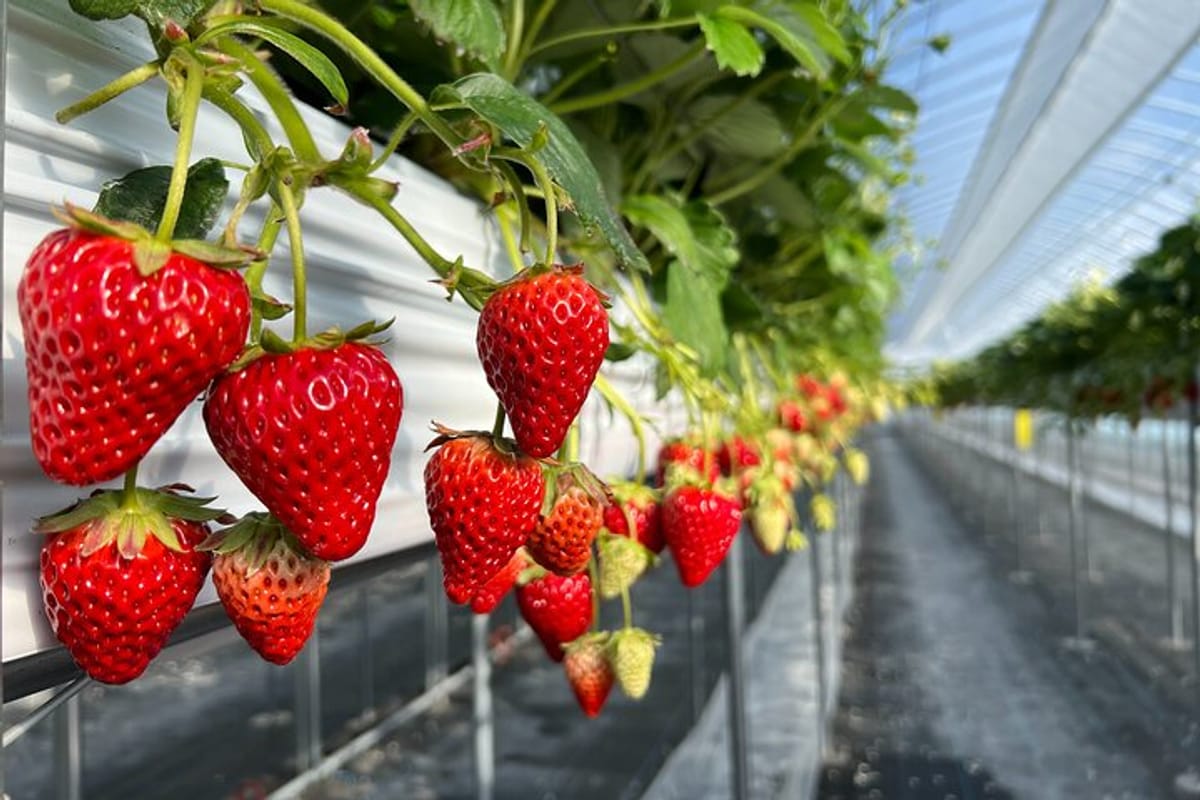 all-you-can-eat-strawberry-picking-in-izumisano-osaka_1