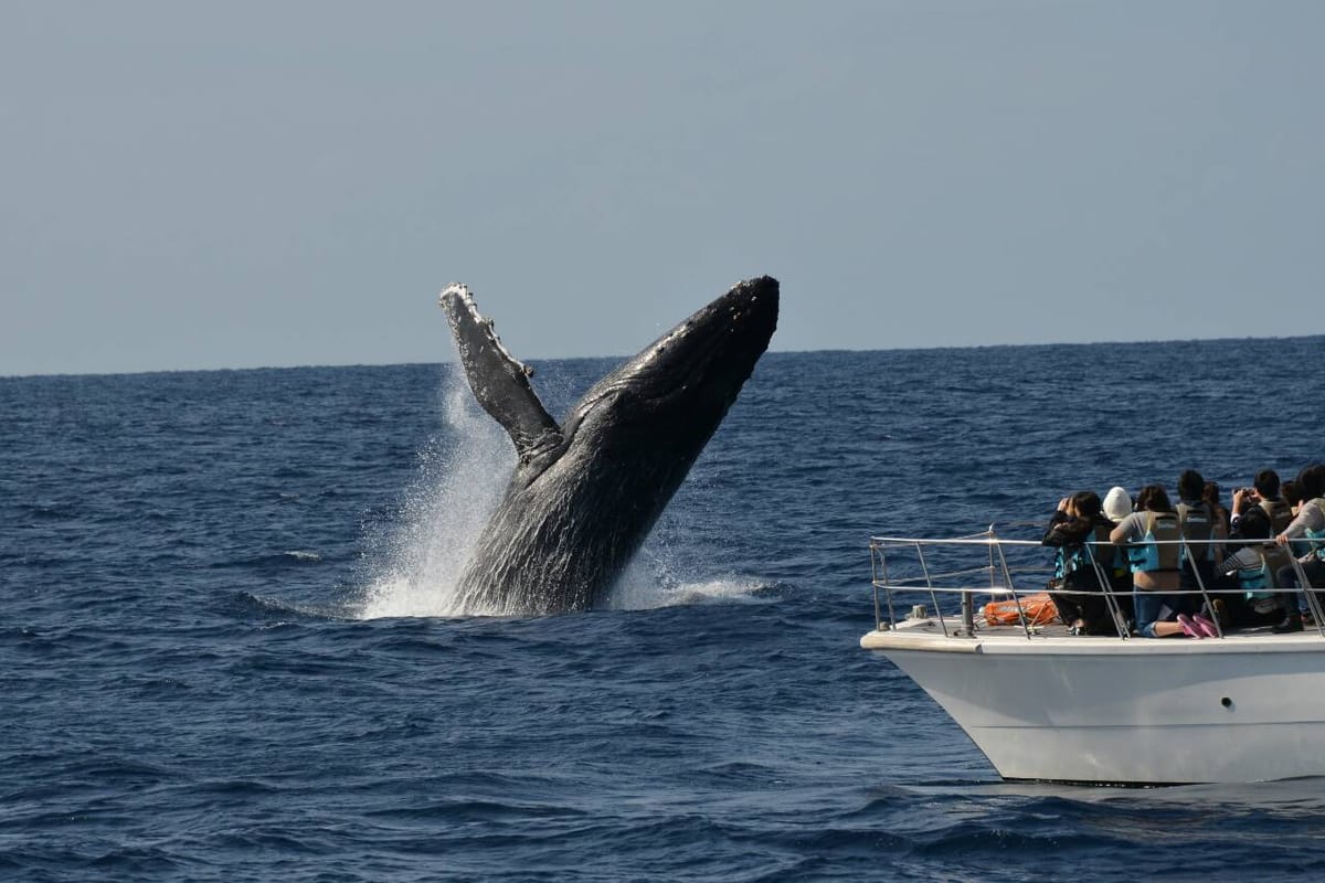 okinawa-winter-whale-watching-tour-from-naha_1