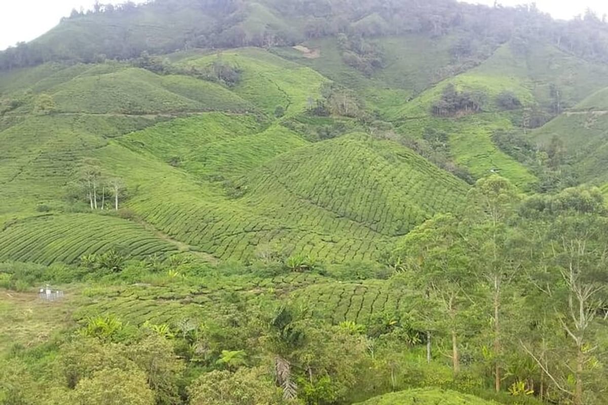 cameron-highlands-full-day-tour_1